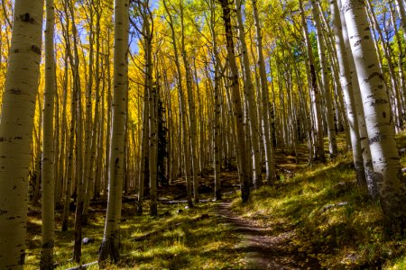 Inner Basin Trail No. 29
