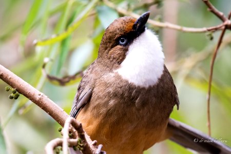  5006075 White throated Laughing Thrush