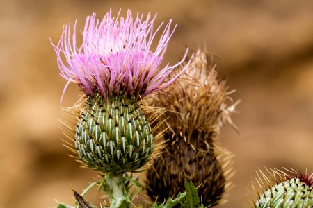 Cirsium undulatum