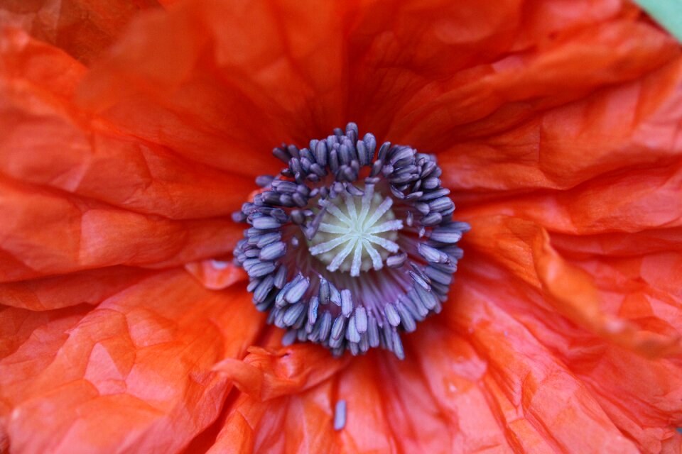 Summer red flower red summer