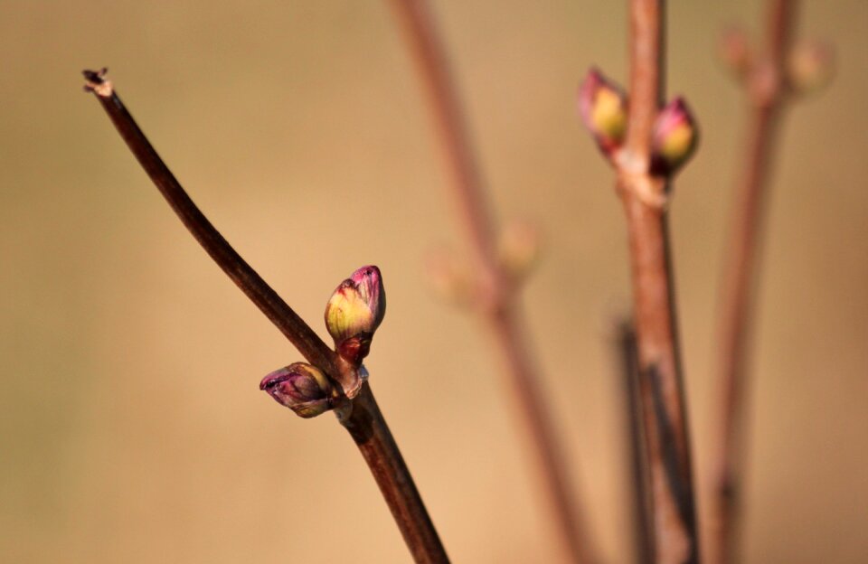 Macro plant nature