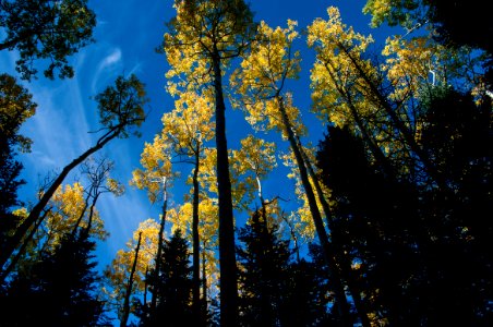 Abineau Trail