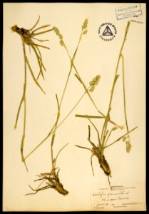 Dactylis glomerata