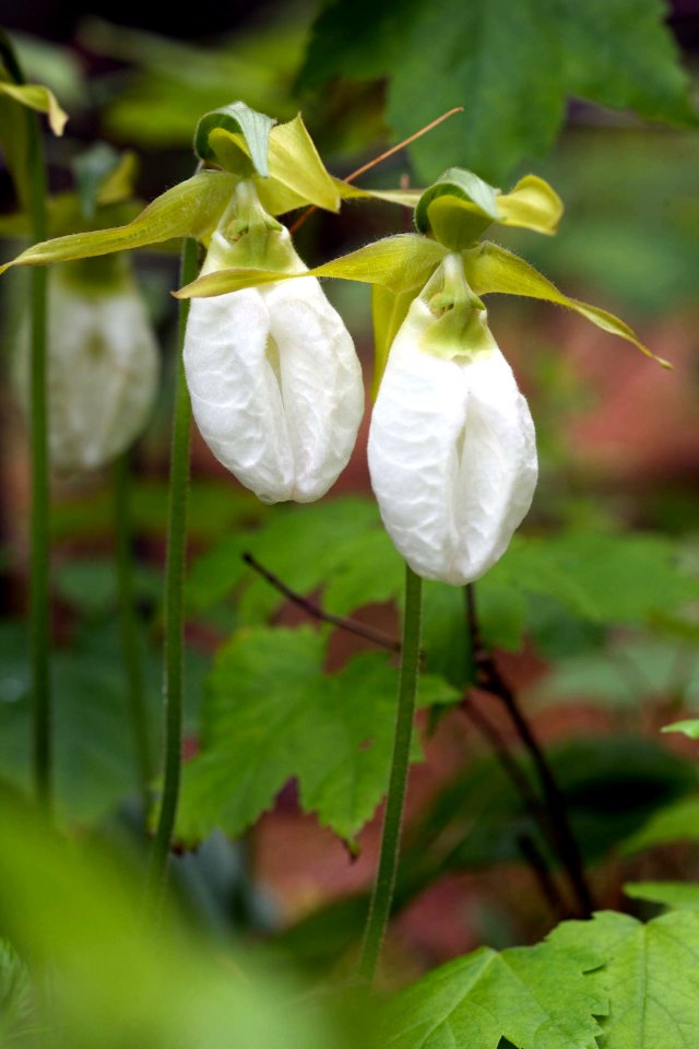 Lady Slippers