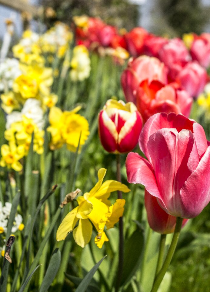 Spring nature floral