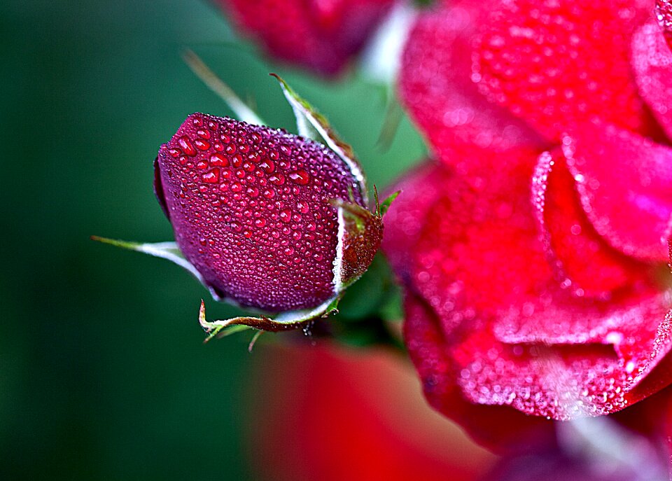Flowers boost full bloom