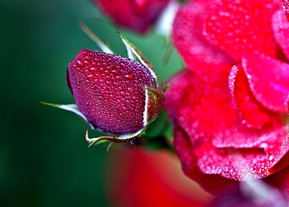 Flowers boost full bloom
