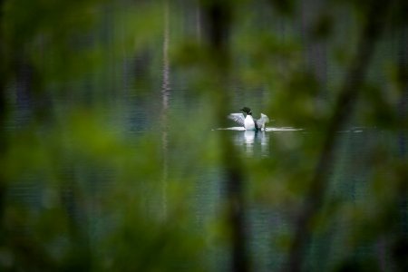 Common Loon (Gavia immer) photo