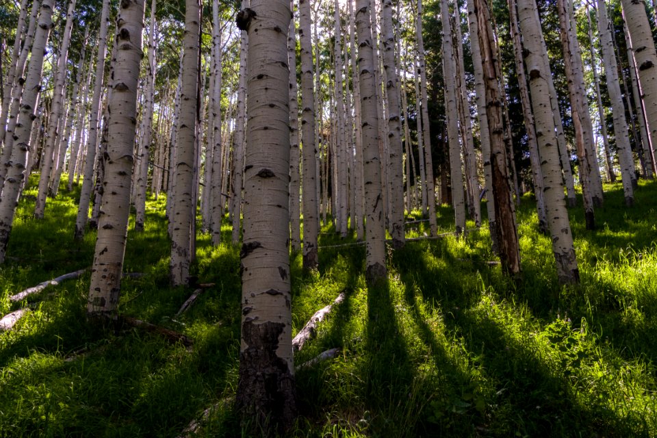 Inner Basin Trail No. 29