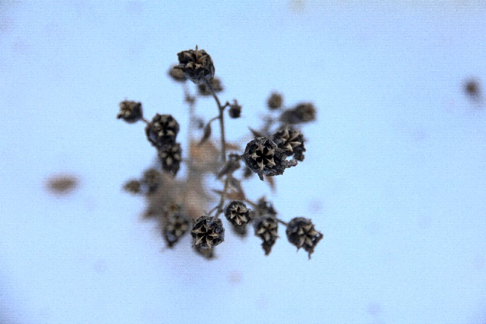 Withered dry inflorescence