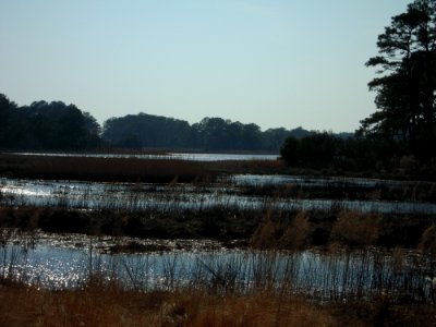 Marsh at Chincoteague National Wildlife Refuge (VA)