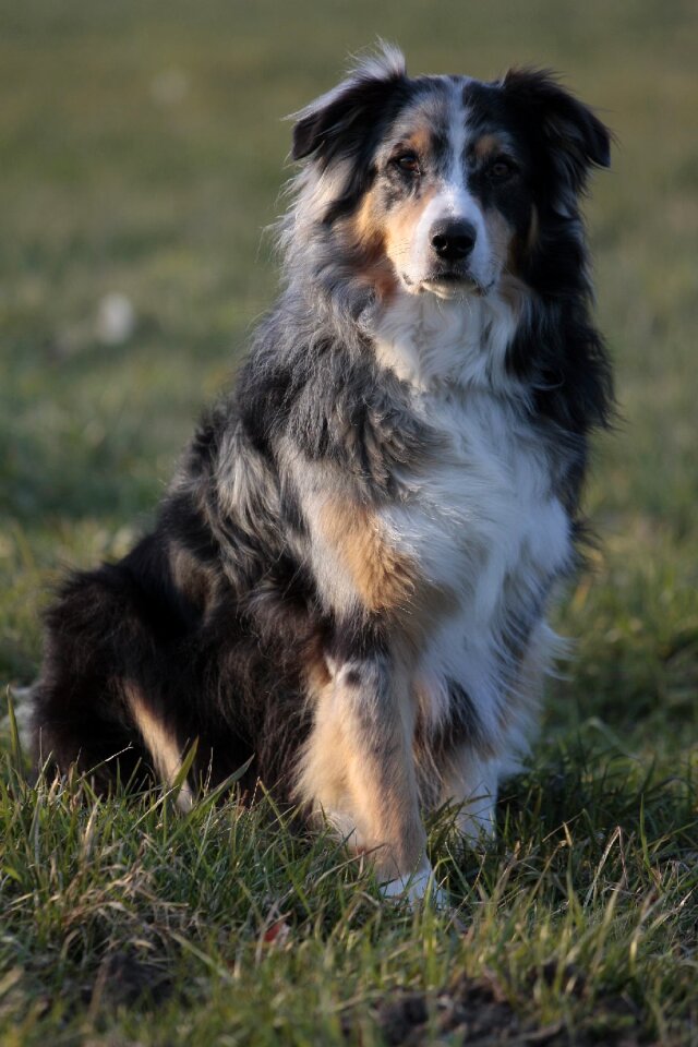 Pet animal portrait blue merle