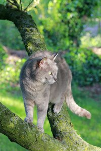 Feline nature tree