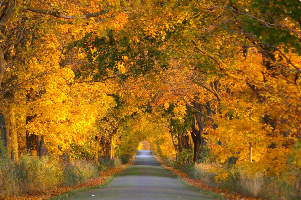 Away road tree lined avenue photo