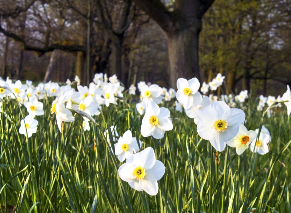 Spring nature floral