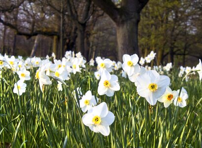Spring nature floral