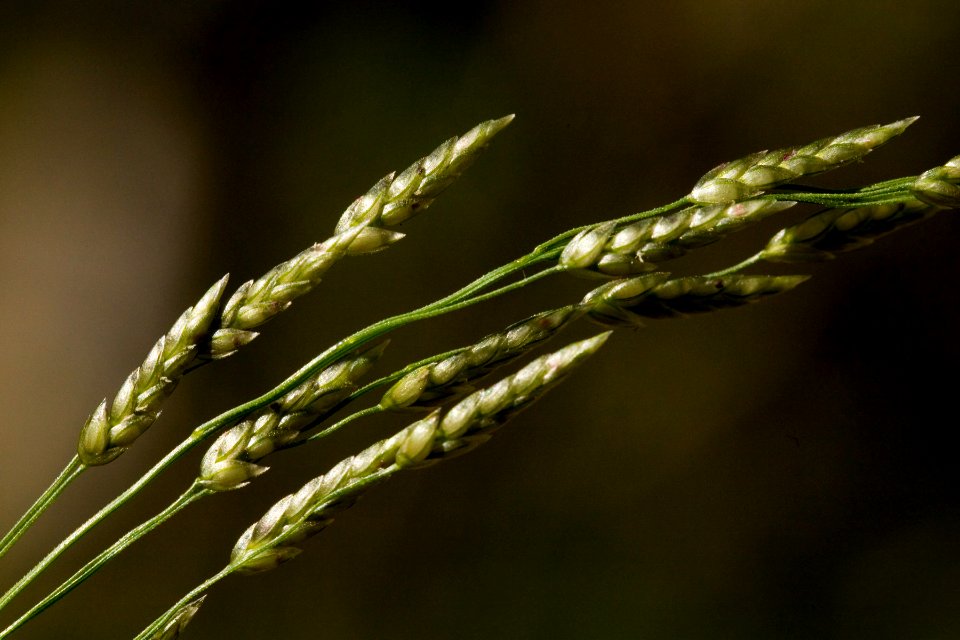 Eragrostis mexicana