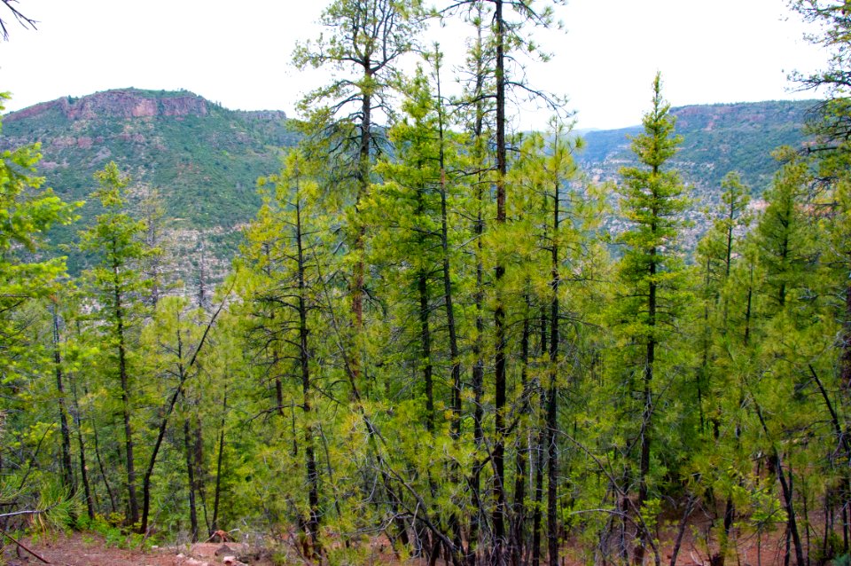 Kelsey Trail No. 3