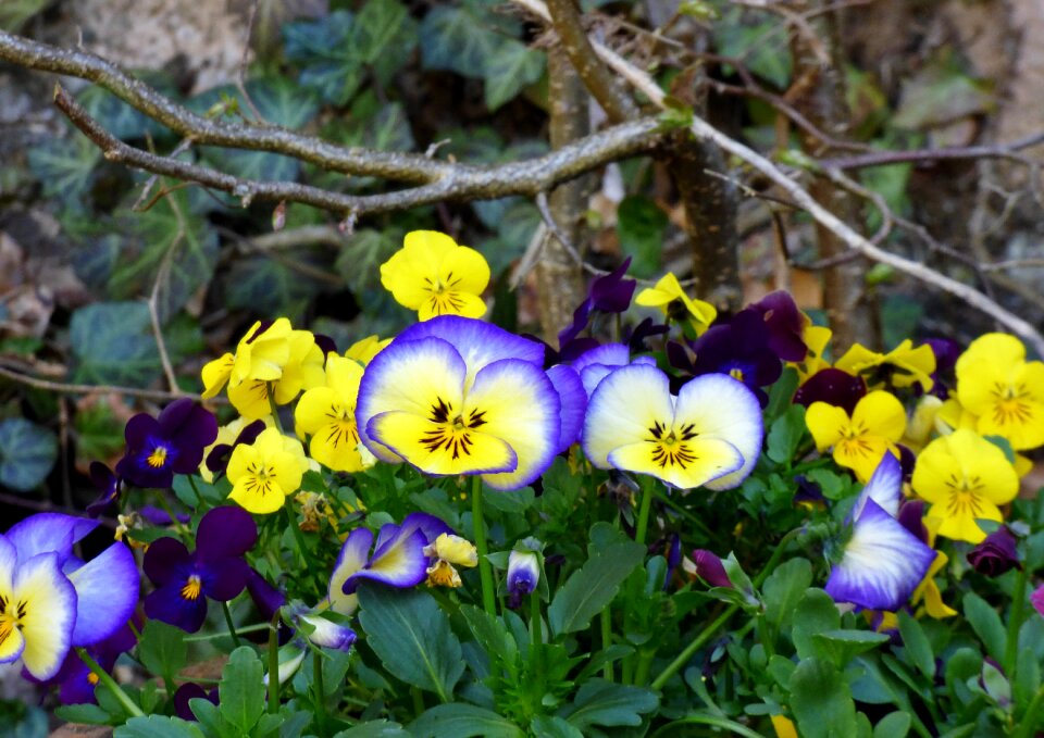 Garden blue purple photo