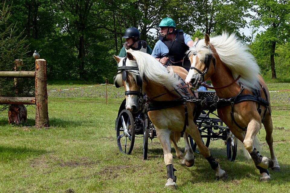 Coach horse drawn carriage tournament