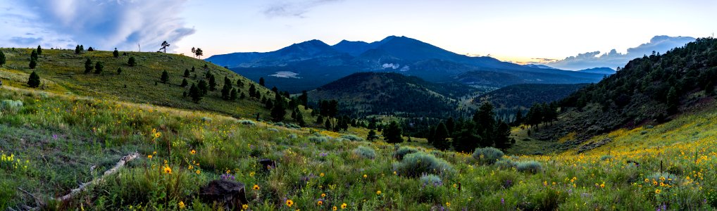 Summer Wildflowers east of the Peaks photo