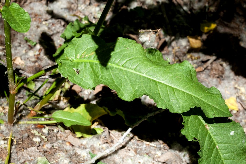 Rumex obtusifolius