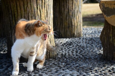 Cat fight kat