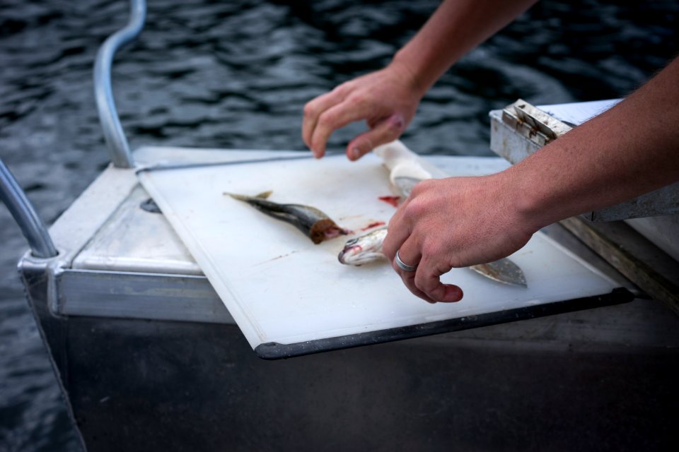 Quartz Lake Fish Project 09