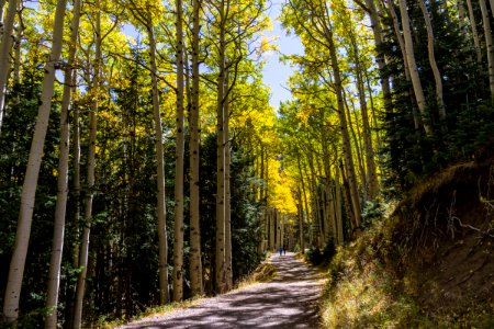 Inner Basin Trail No. 29