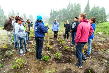 Volunteer Group Planting at Logan Pass 33