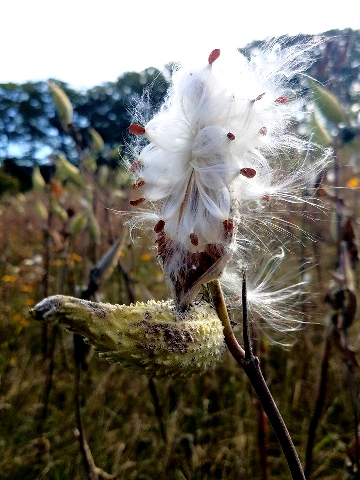 Milkweed pod bursting with seeds at Rachel Carson National Wildlife Refuge