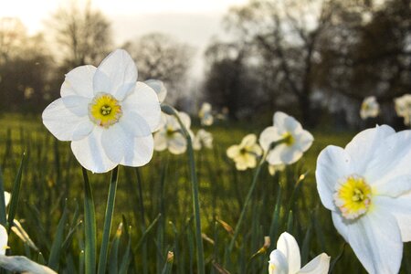 Nature floral spring flower