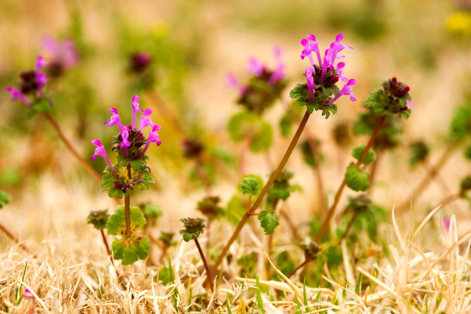 Lamium amplexicaule