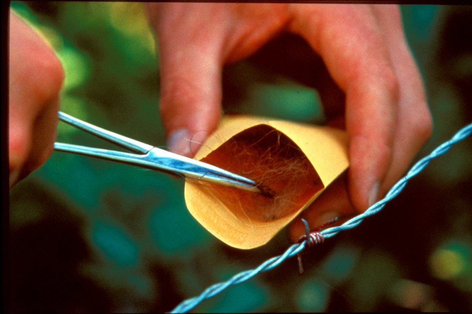 Collecting hair snagged on a wire hair trap (Northern Divide Grizzly Bear Project)