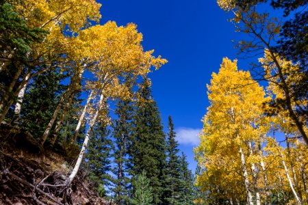 Waterline Trail No. 146