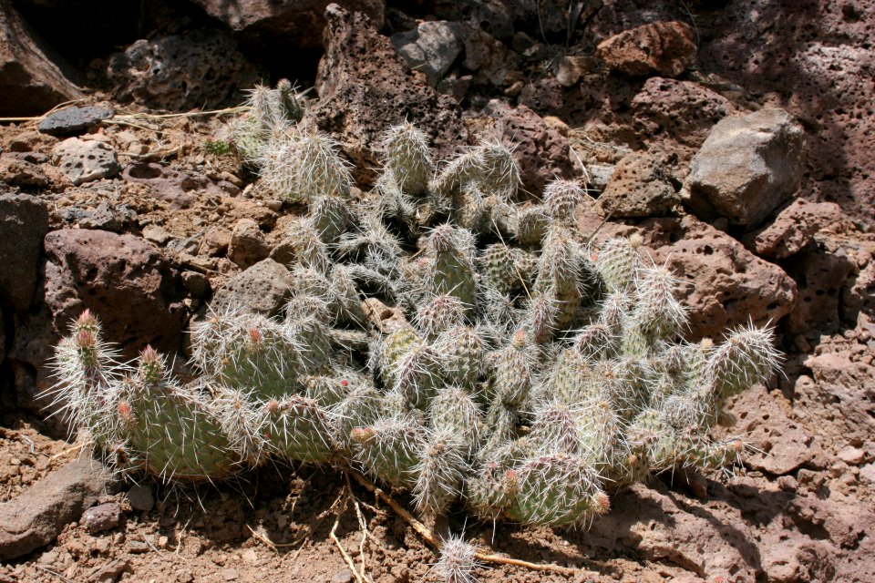 Opuntia polyacantha