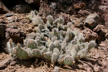 Opuntia polyacantha