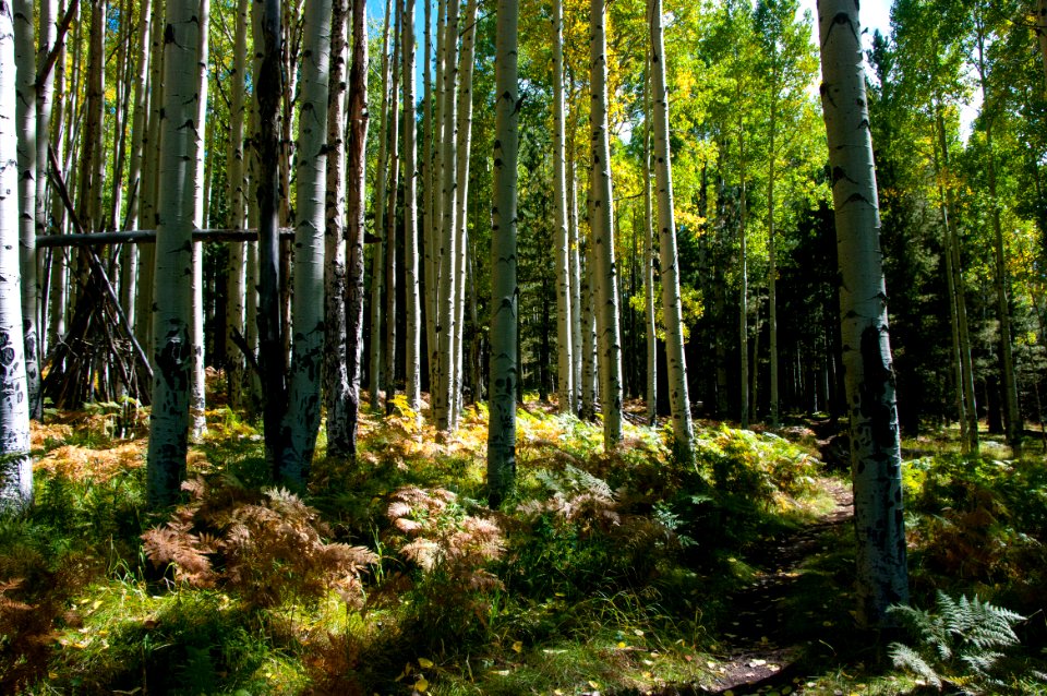 Arizona Trail Passage 34