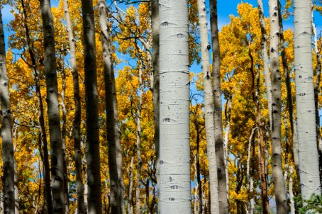 Bear Jaw Trail