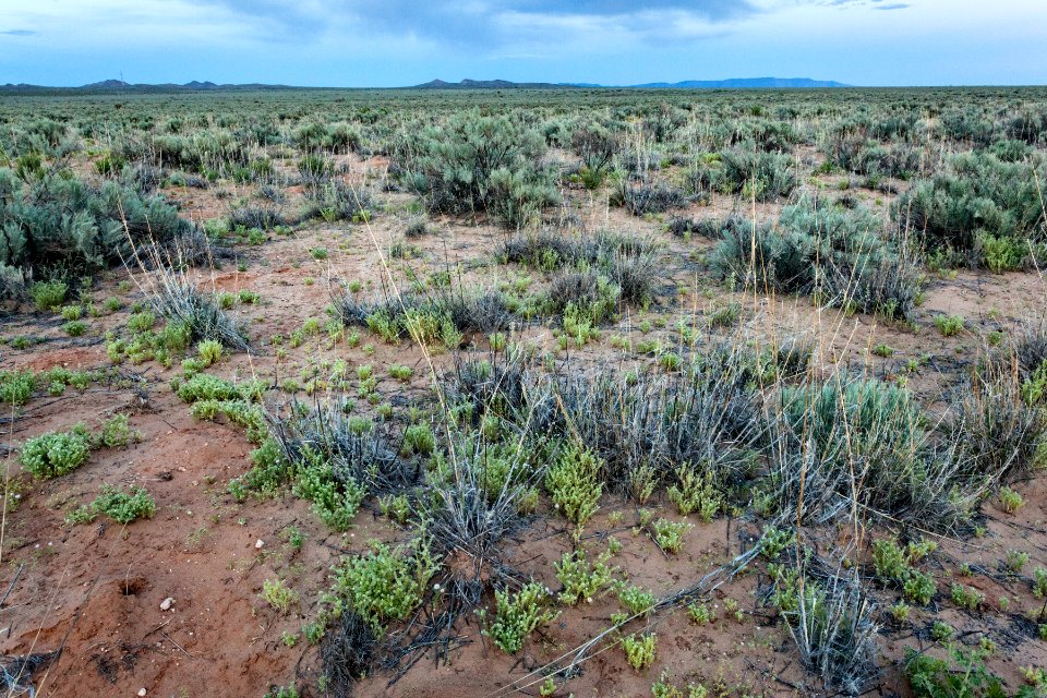East edge of Bosque del Apache NWR