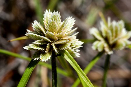 Cyperus seslerioides photo