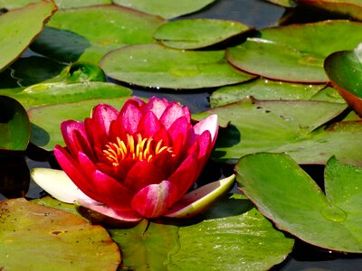 Lily lilies green