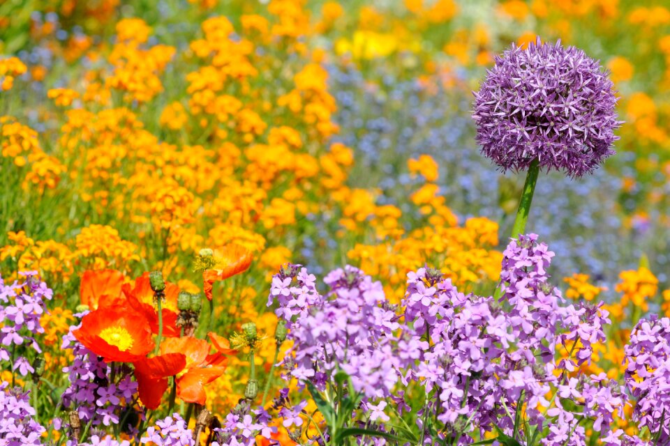 Flower bed colorful color