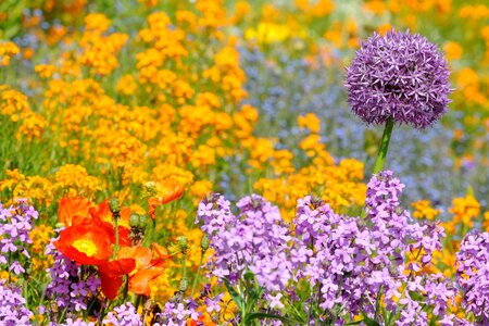 Flower bed colorful color photo