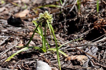Cyperus seslerioides