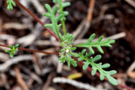 Phacelia ivesiana
