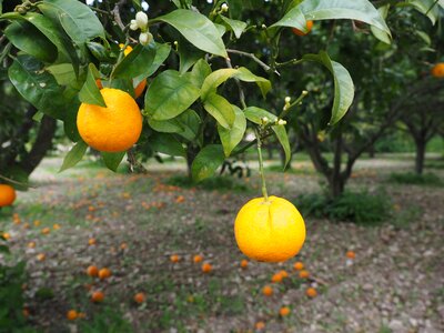 Citrus fruit tree evergreen