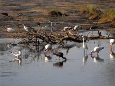 Birds feeding off Swan's Cove Trail