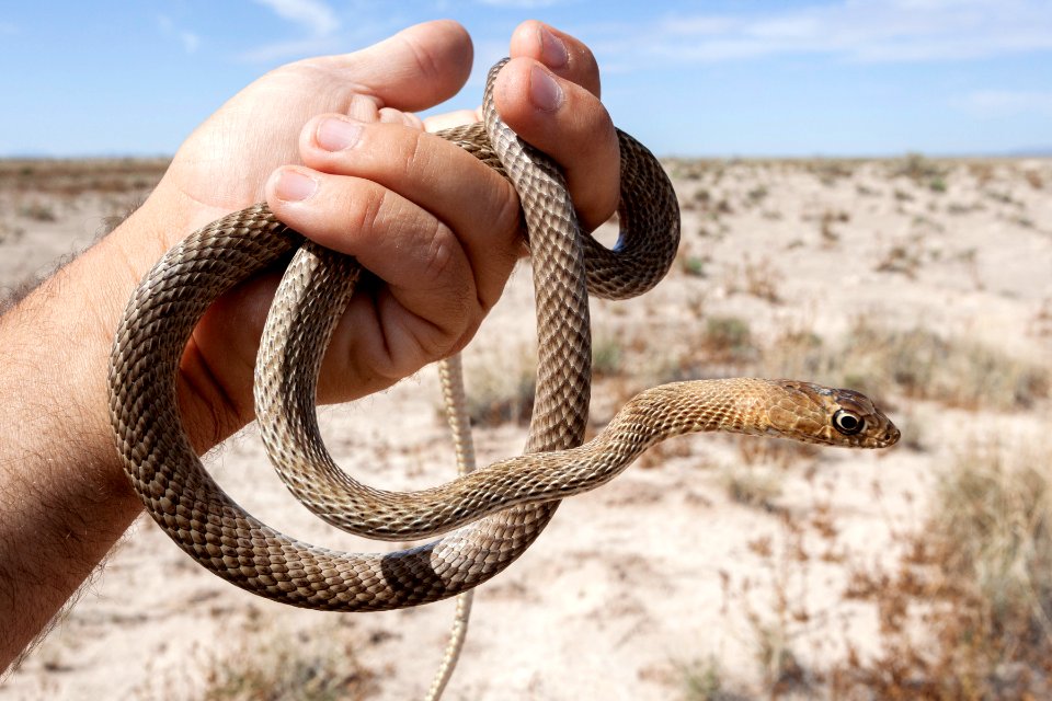 Masticophis flagellum