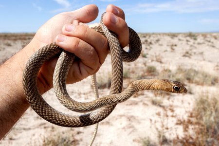 Masticophis flagellum